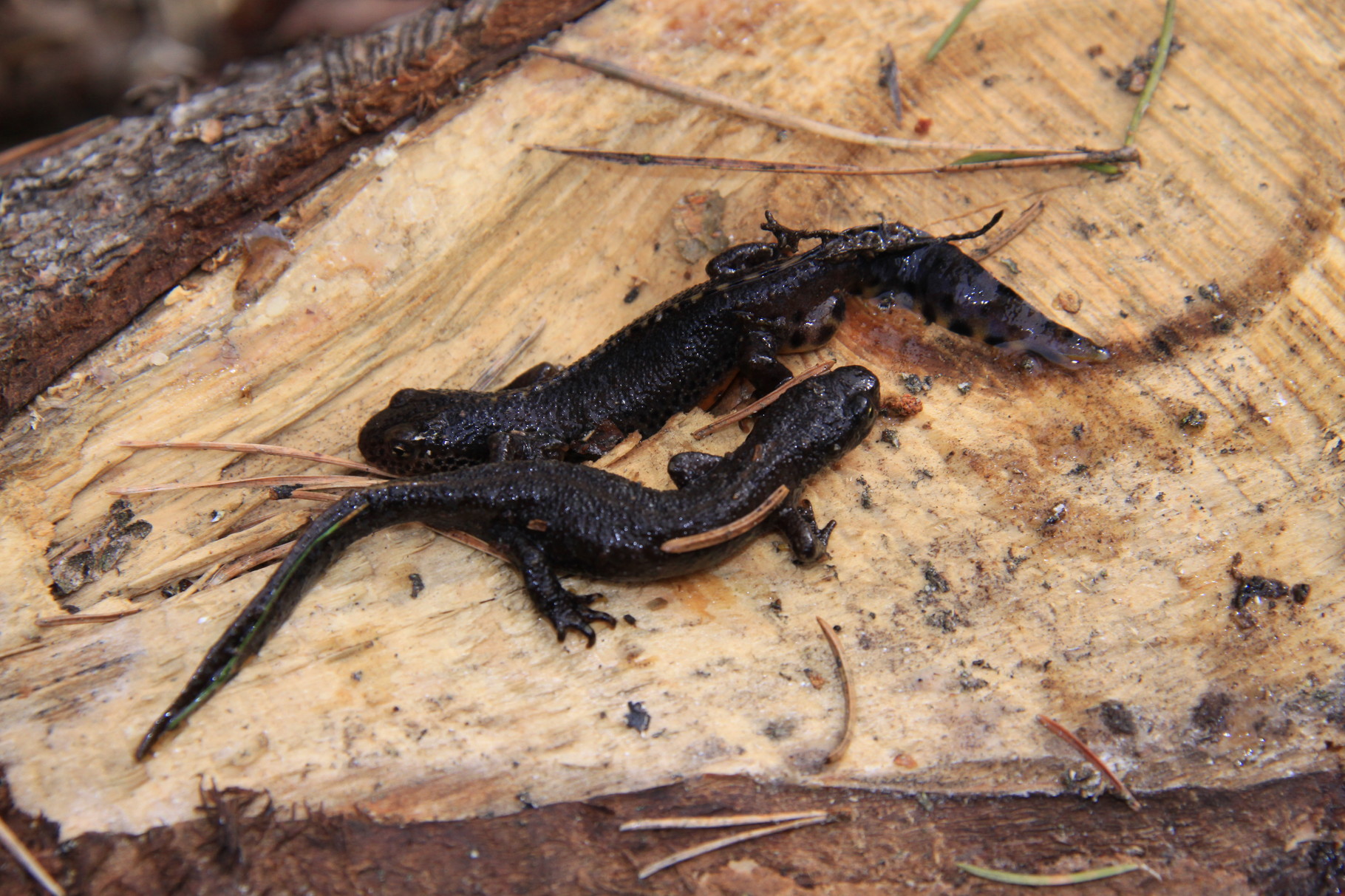 Couple de Triton alpestre