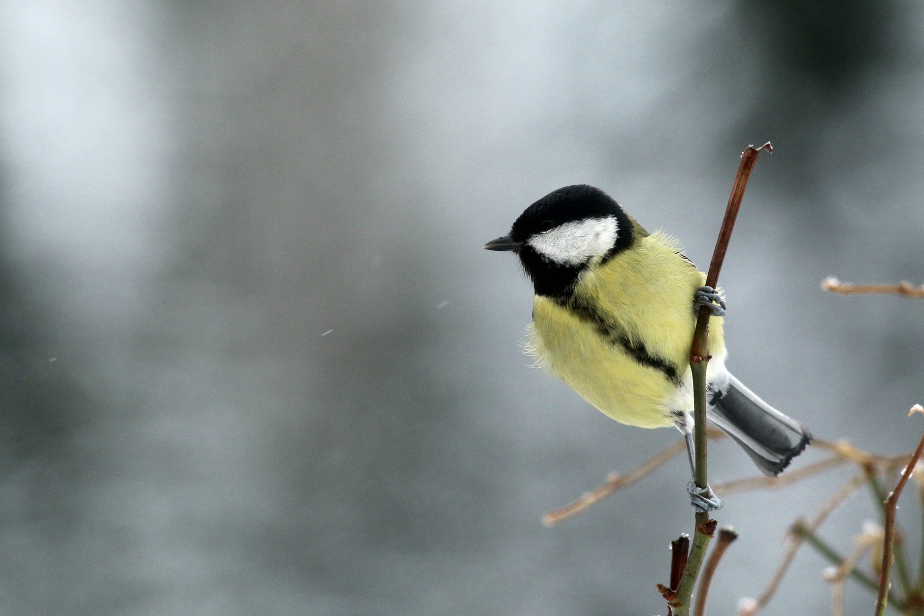 Mésange charbonnière