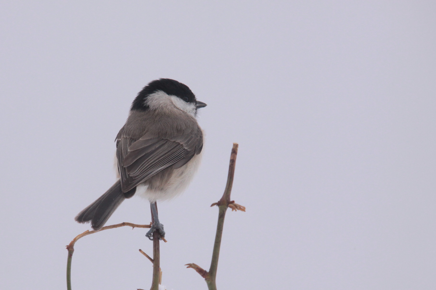 Mésange nonnette