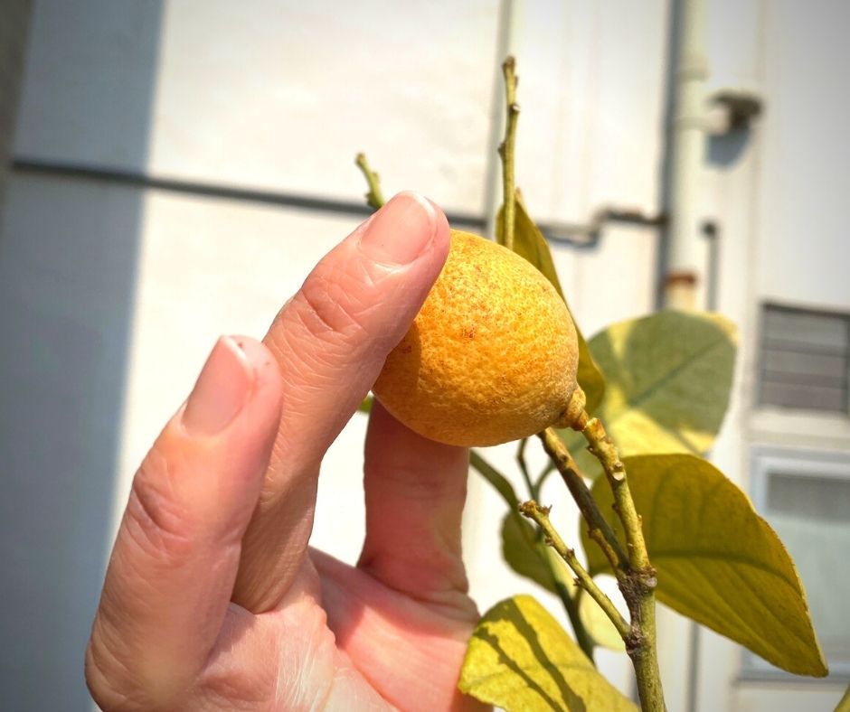 2022年のレモンの収穫