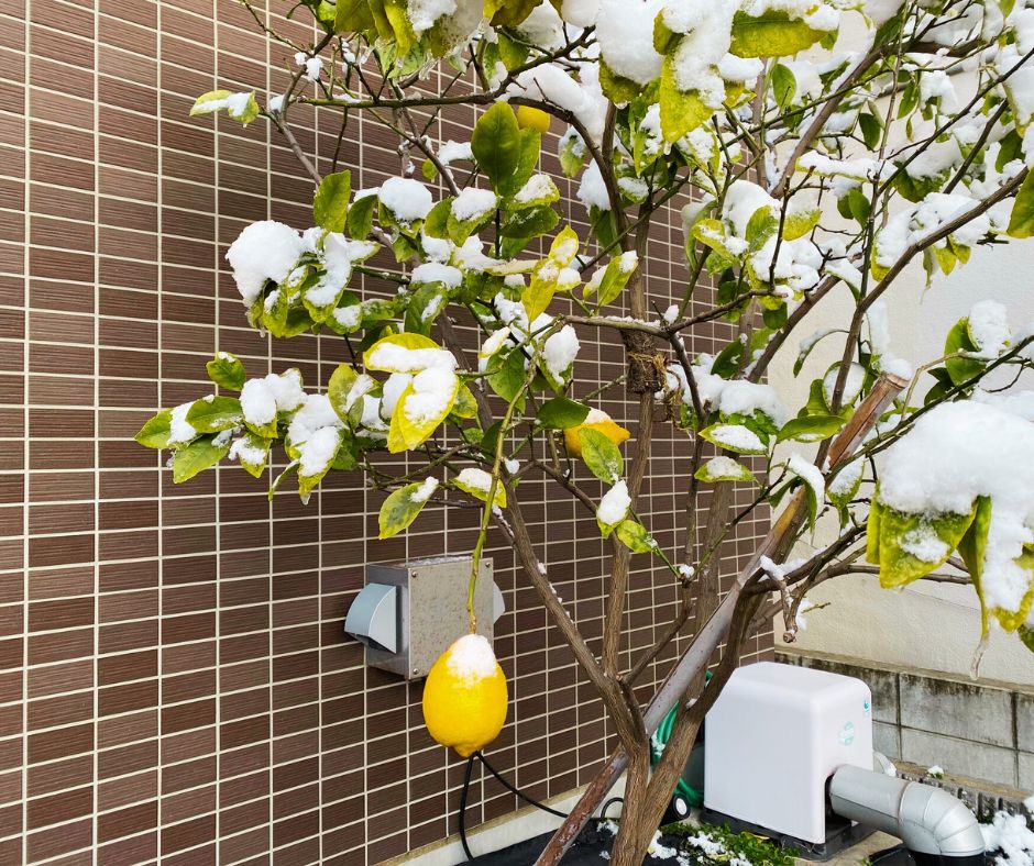 雪とレモン