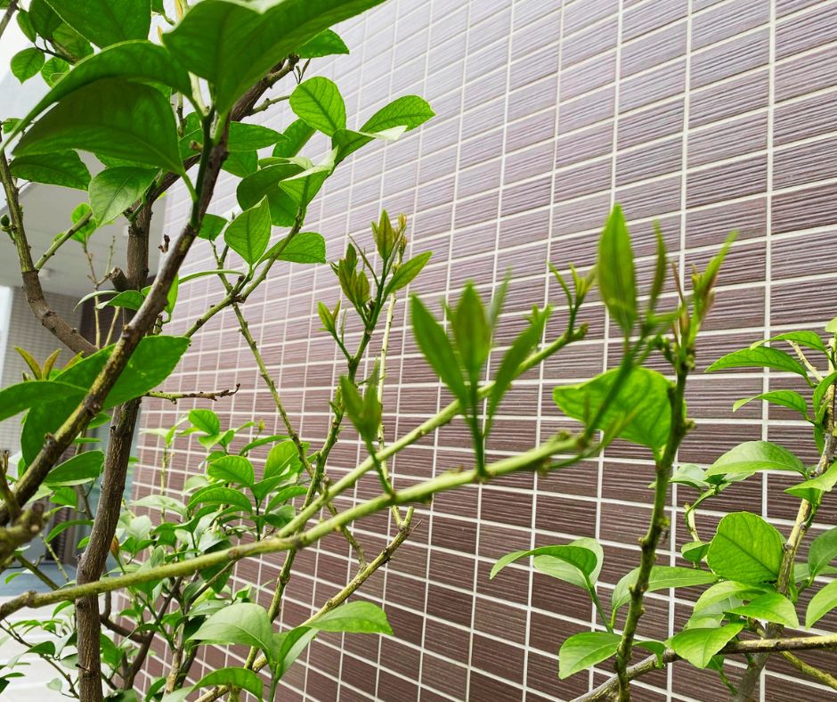 梅雨のレモンの木