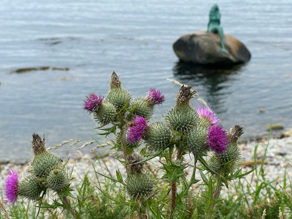 Mermaid mit der Schottischen National Blume