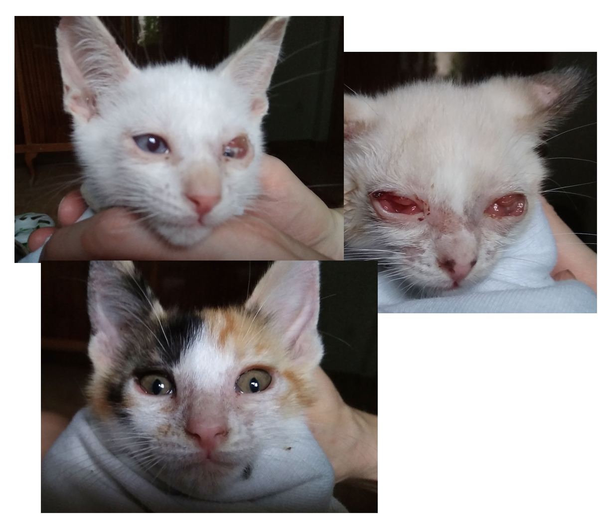 Donación medicación ojitos gatos