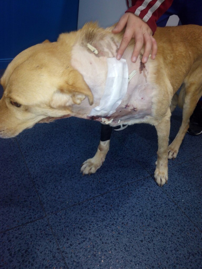 heridas en fase de curación