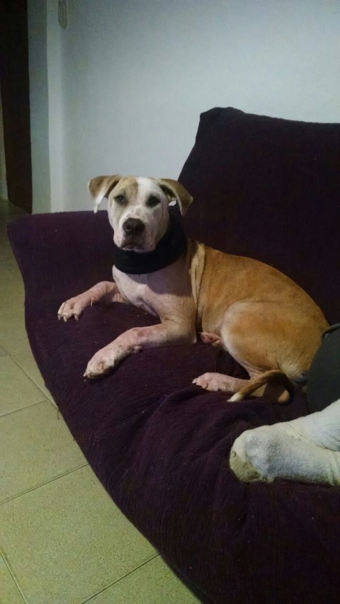 ATILA en casa