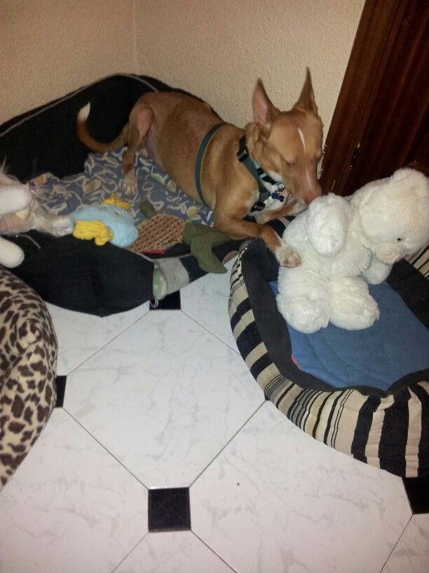 Adoptado y mimado