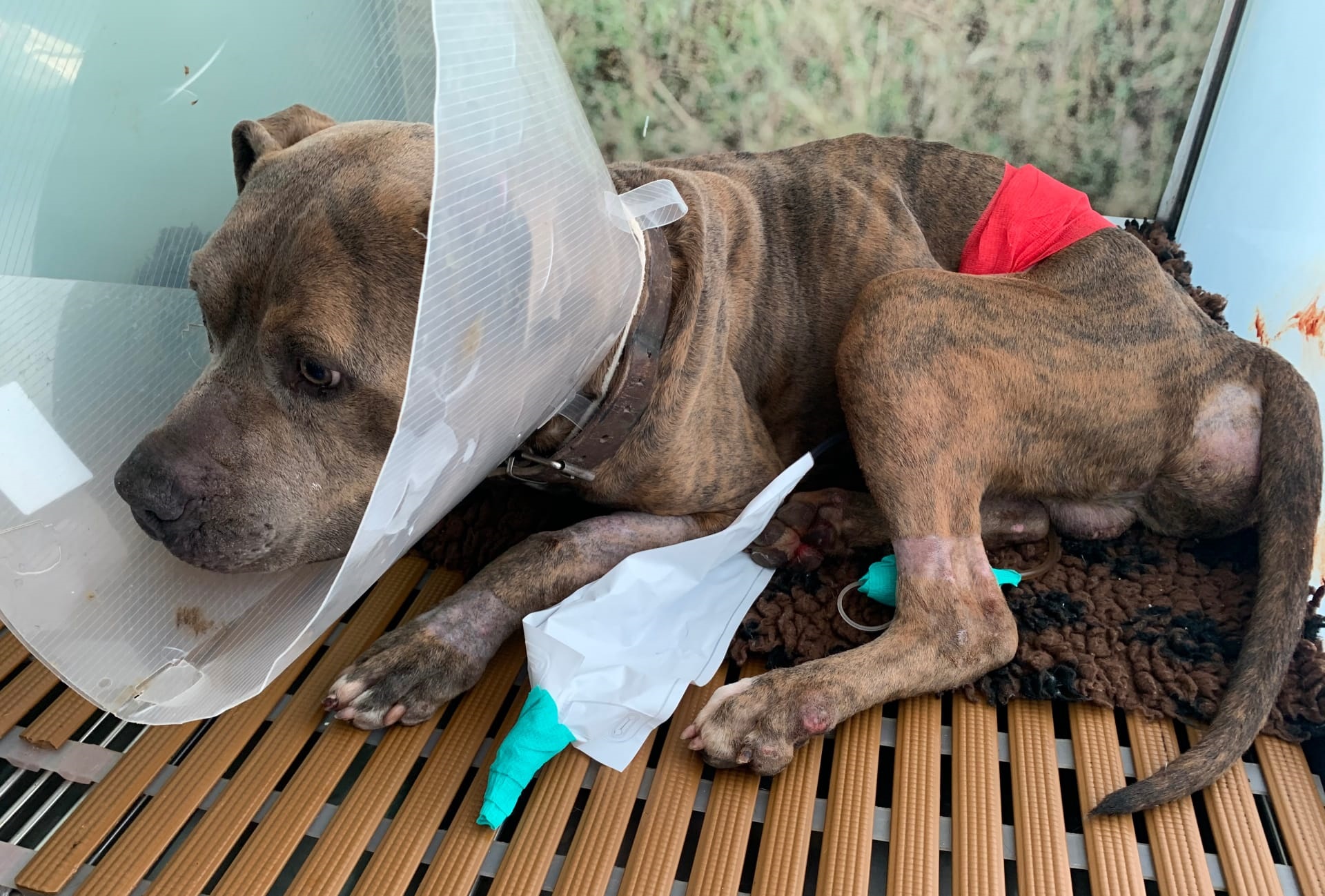 Donación Asoc.AXLA en el caso Duke