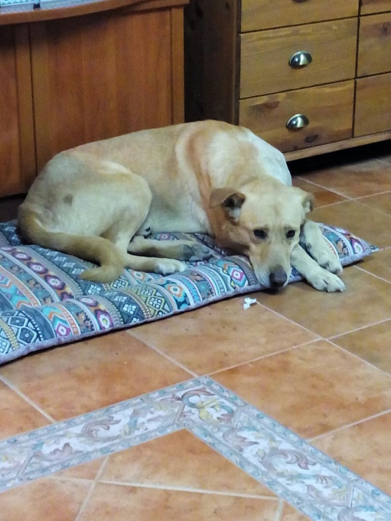 CURADO Y ADOPTADO