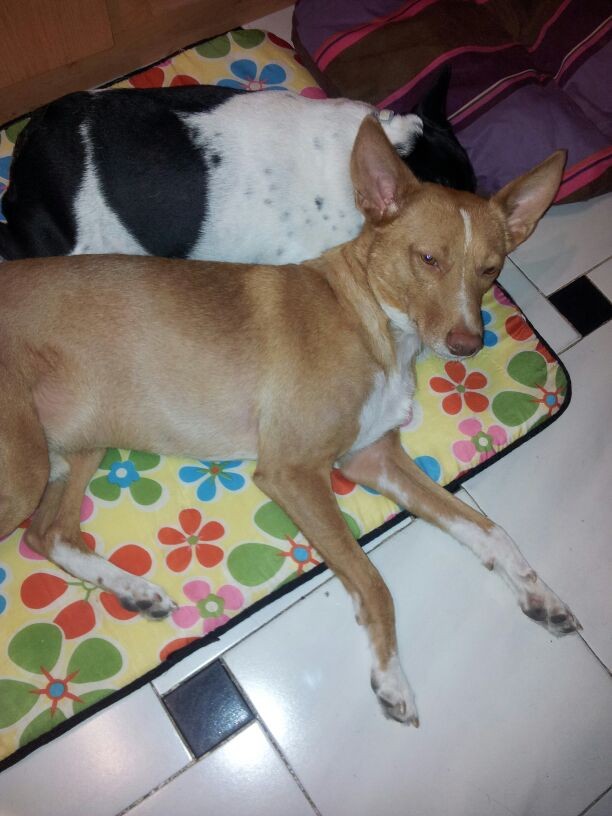 Adoptado y feliz