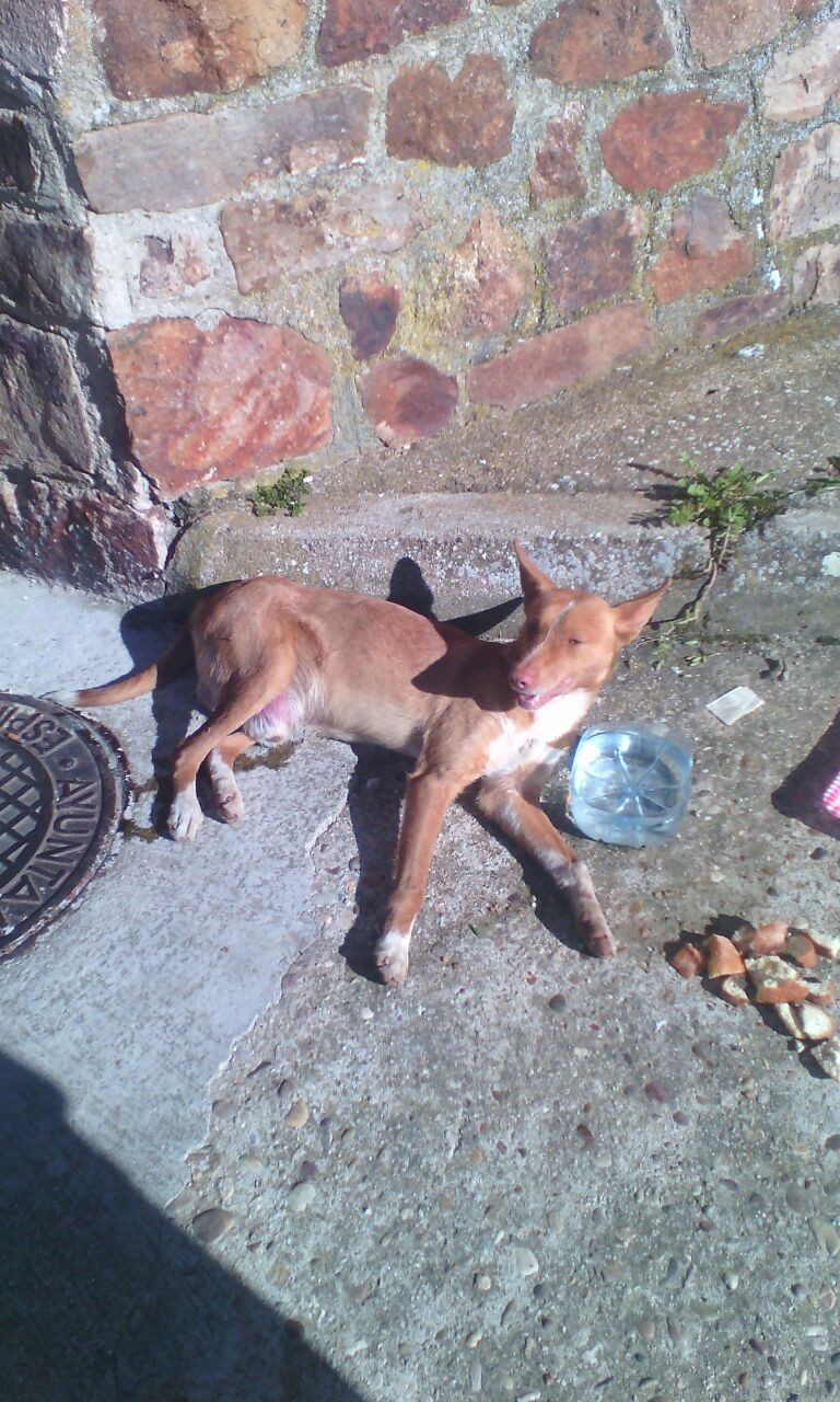 Encontrado, se habia hecho pis encima