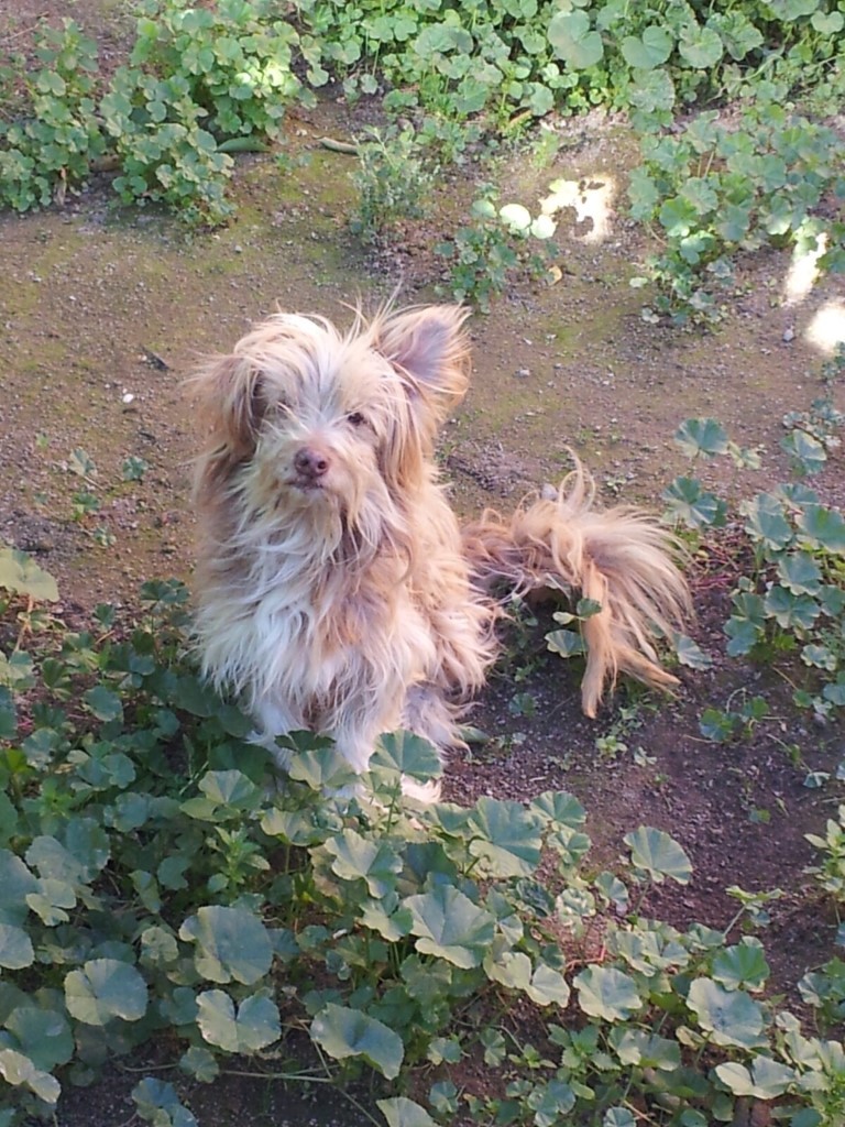 Rocky cuando fue rescatado