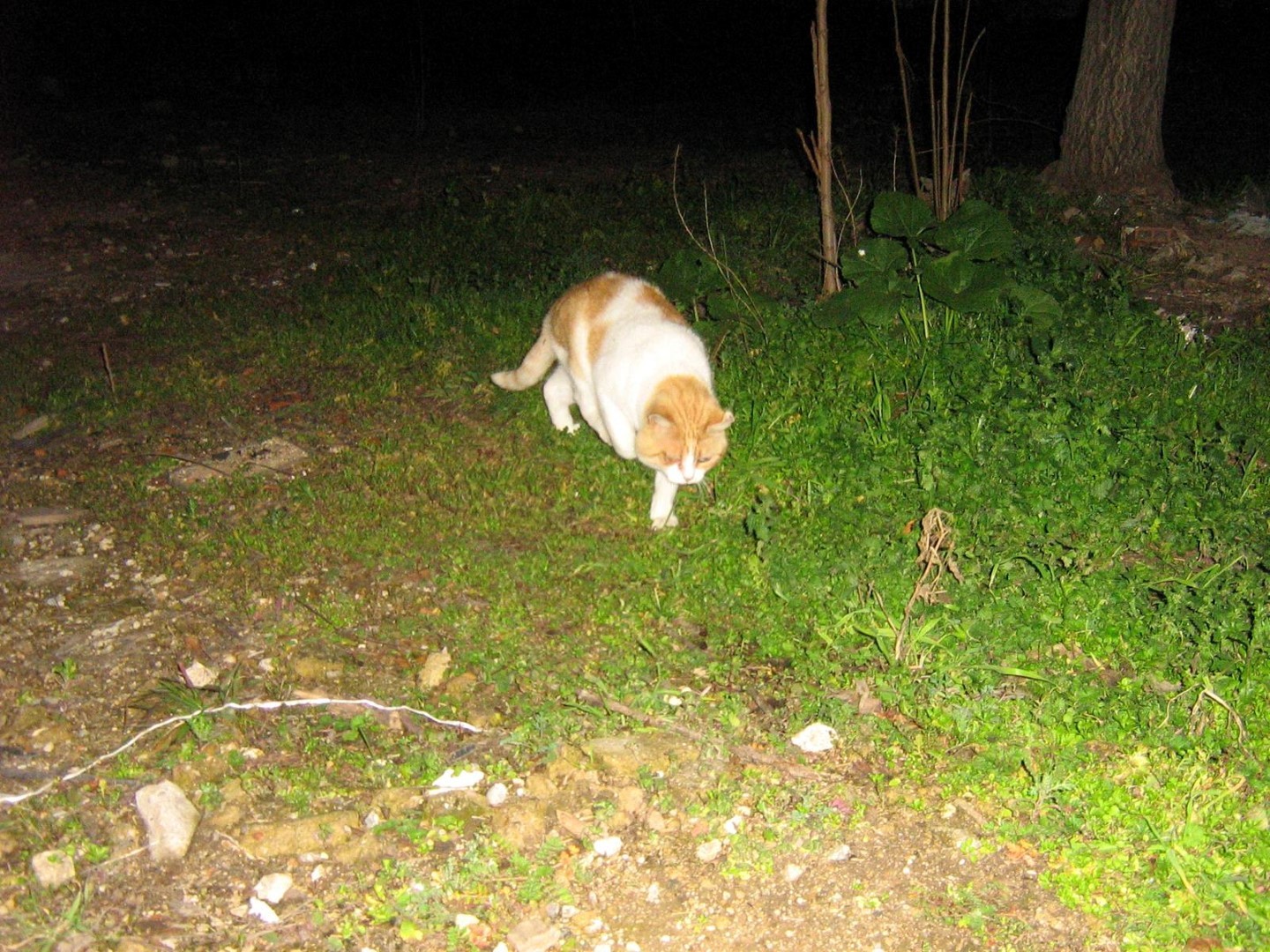 Simon encontrado