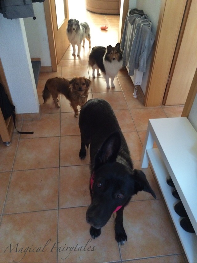 Hast du HUNDEPLATZ gesagt?