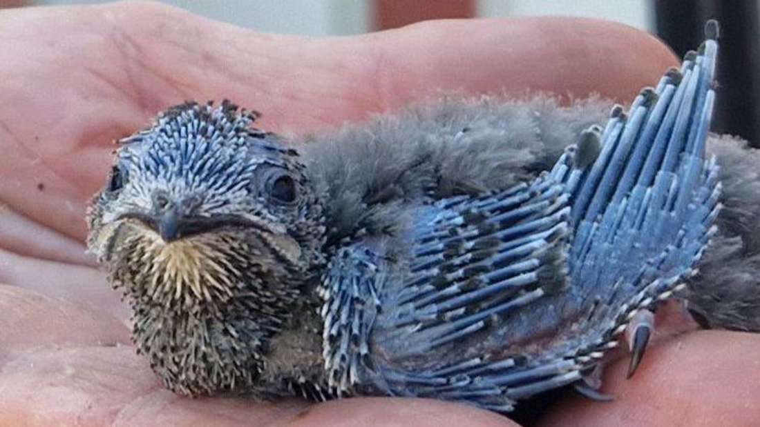 HITZEWELLE ! Wildtiere in Not, Mauersegler stark betroffen