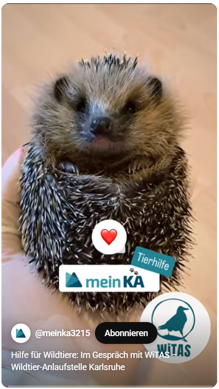 WiTAS im Interview mit meinKa