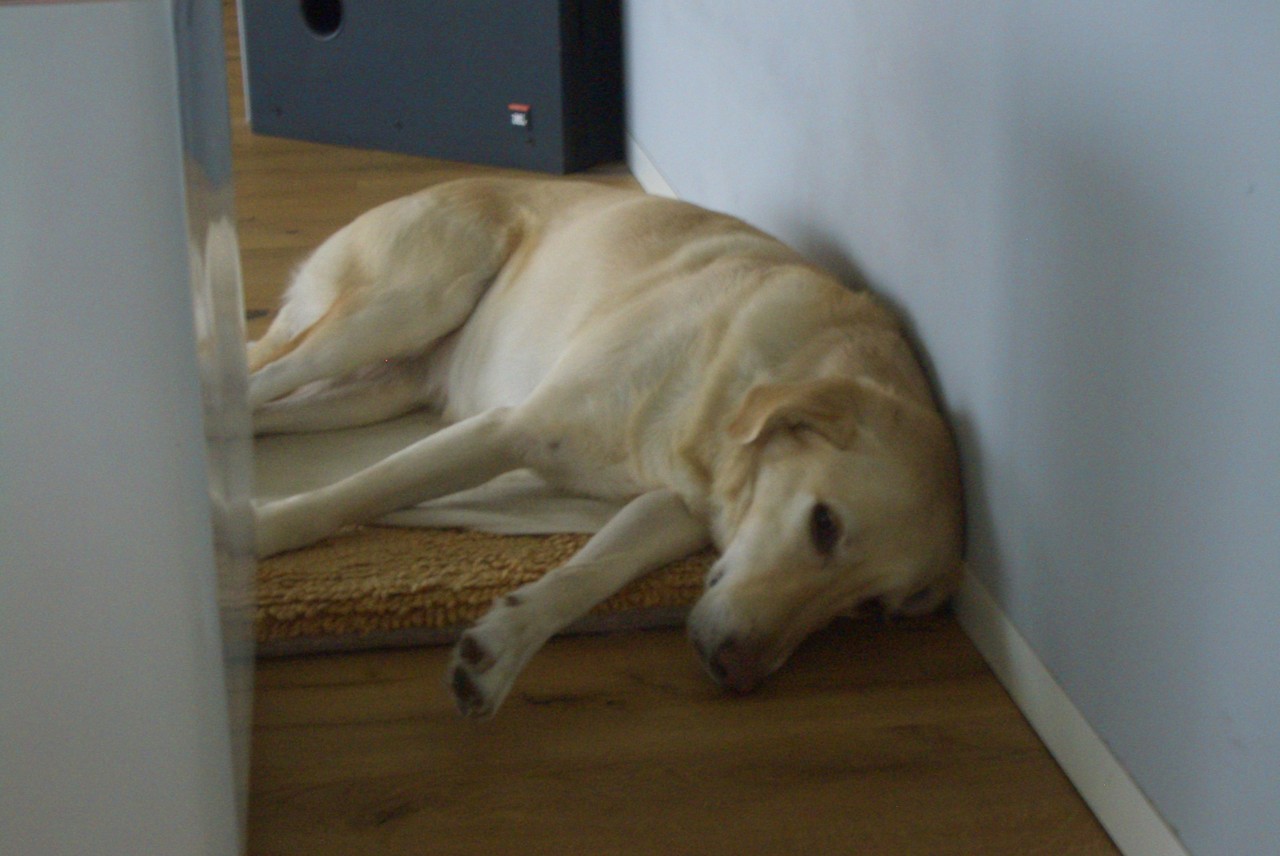 Lilas Huki Hunde Für Kinder Schulhunde