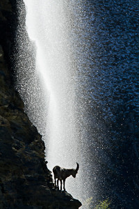 Bouquetin sous la douche