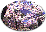 大原湖　桜