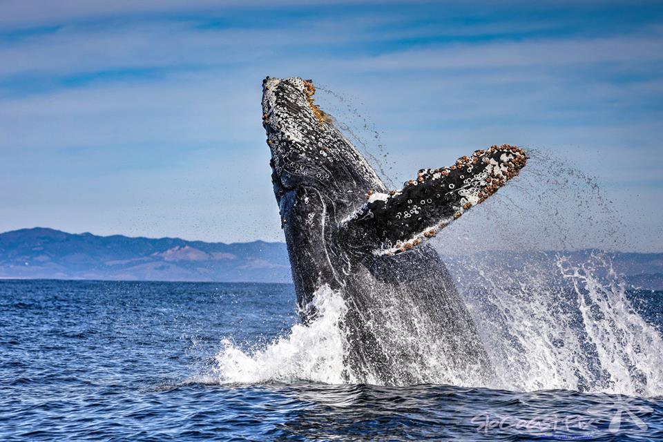 Whale Watching Update for San Luis Obispo and Avila Beach's best boat