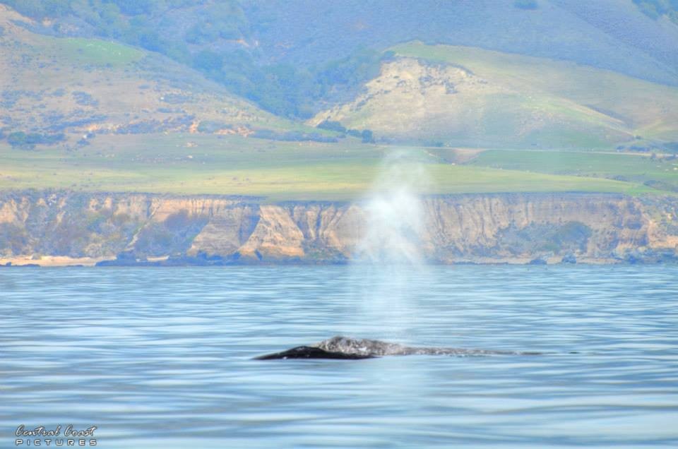 Whale watching and boat tours, San Luis Obispo, Pismo Beach, Avila