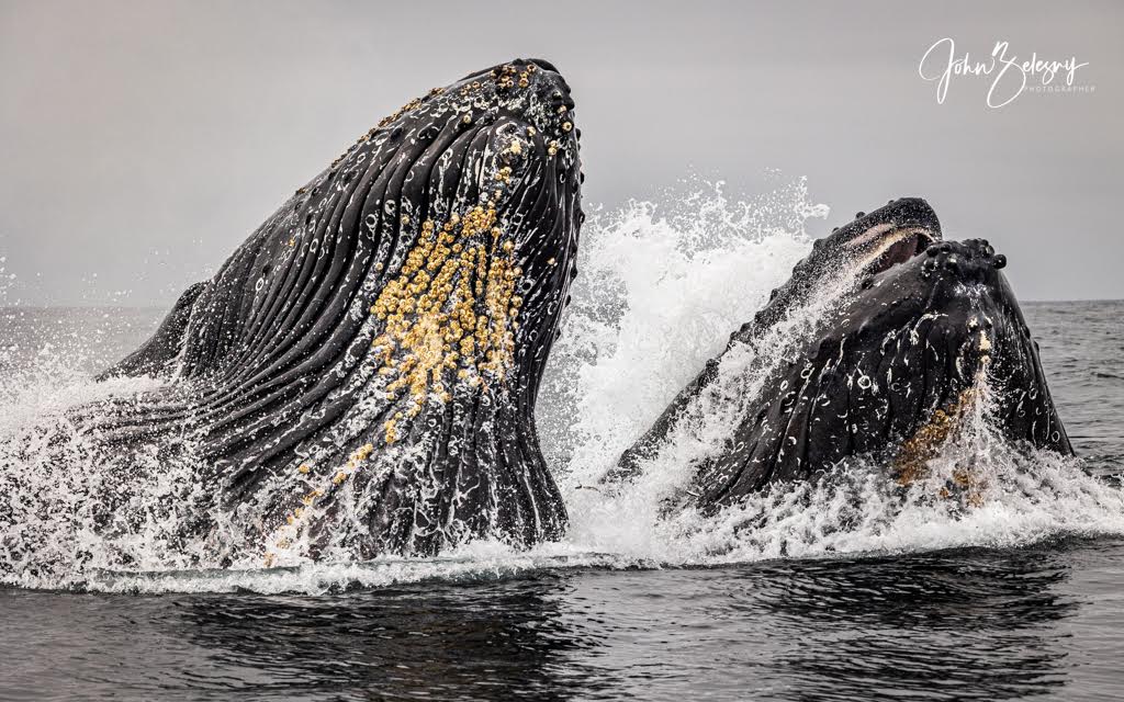 Whale watching and boat tours, San Luis Obispo, Pismo Beach, Avila
