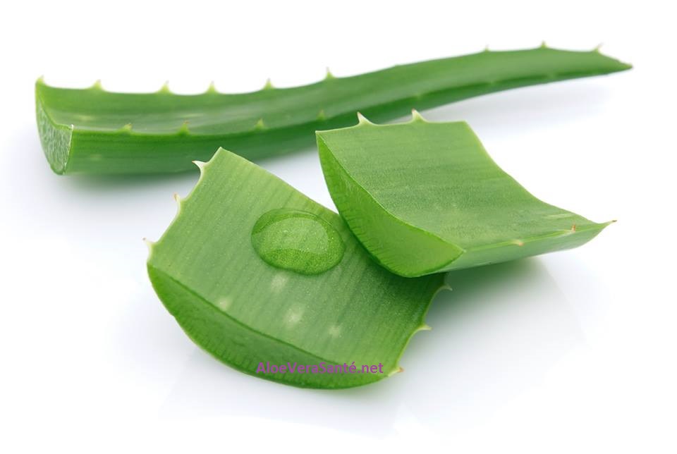 12 incroyables vertus de l’aloe vera sur le corps, nos