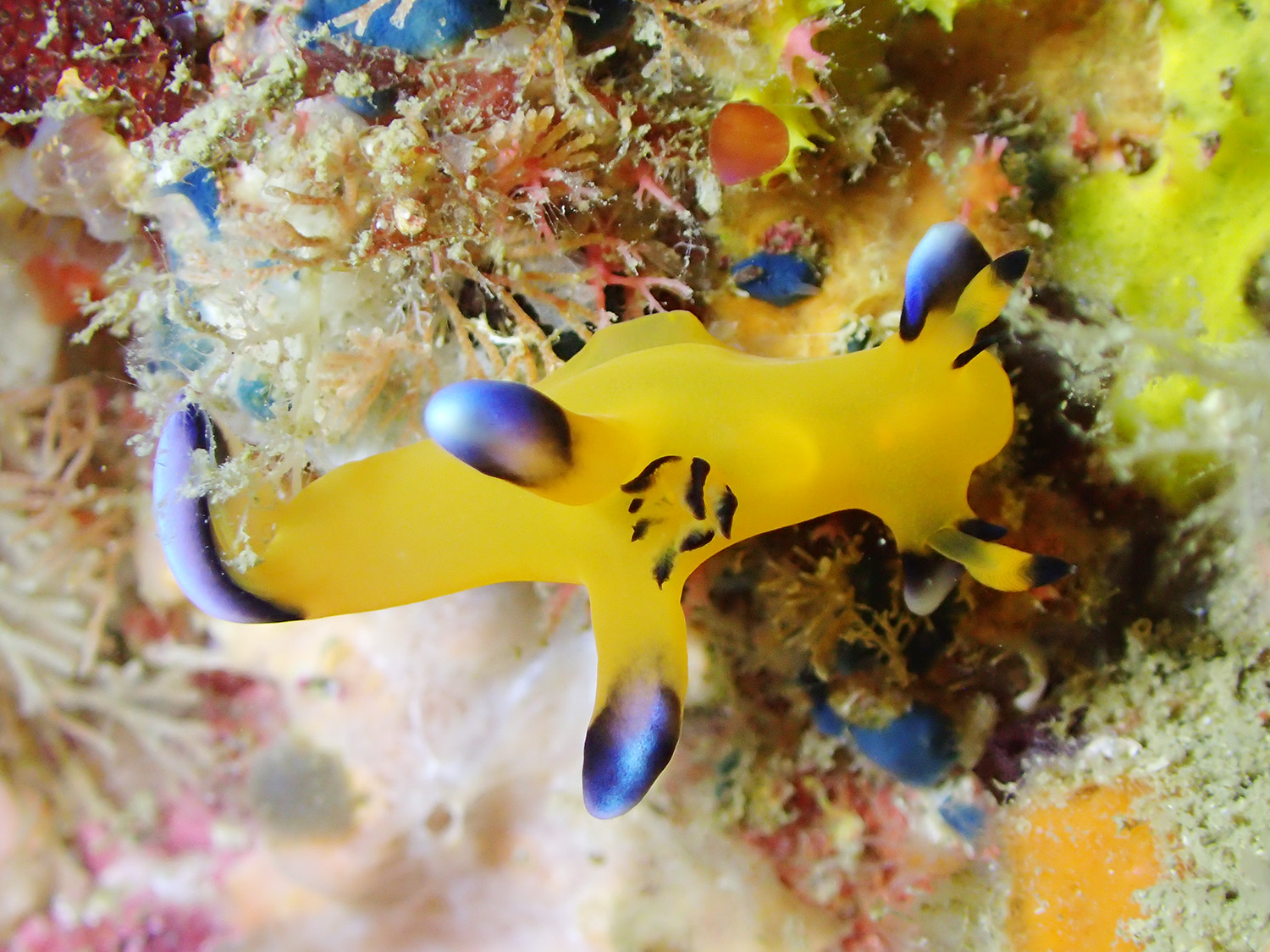 ウデフリツノザヤウミウシ - 天草よかよかダイビング 九州牛深