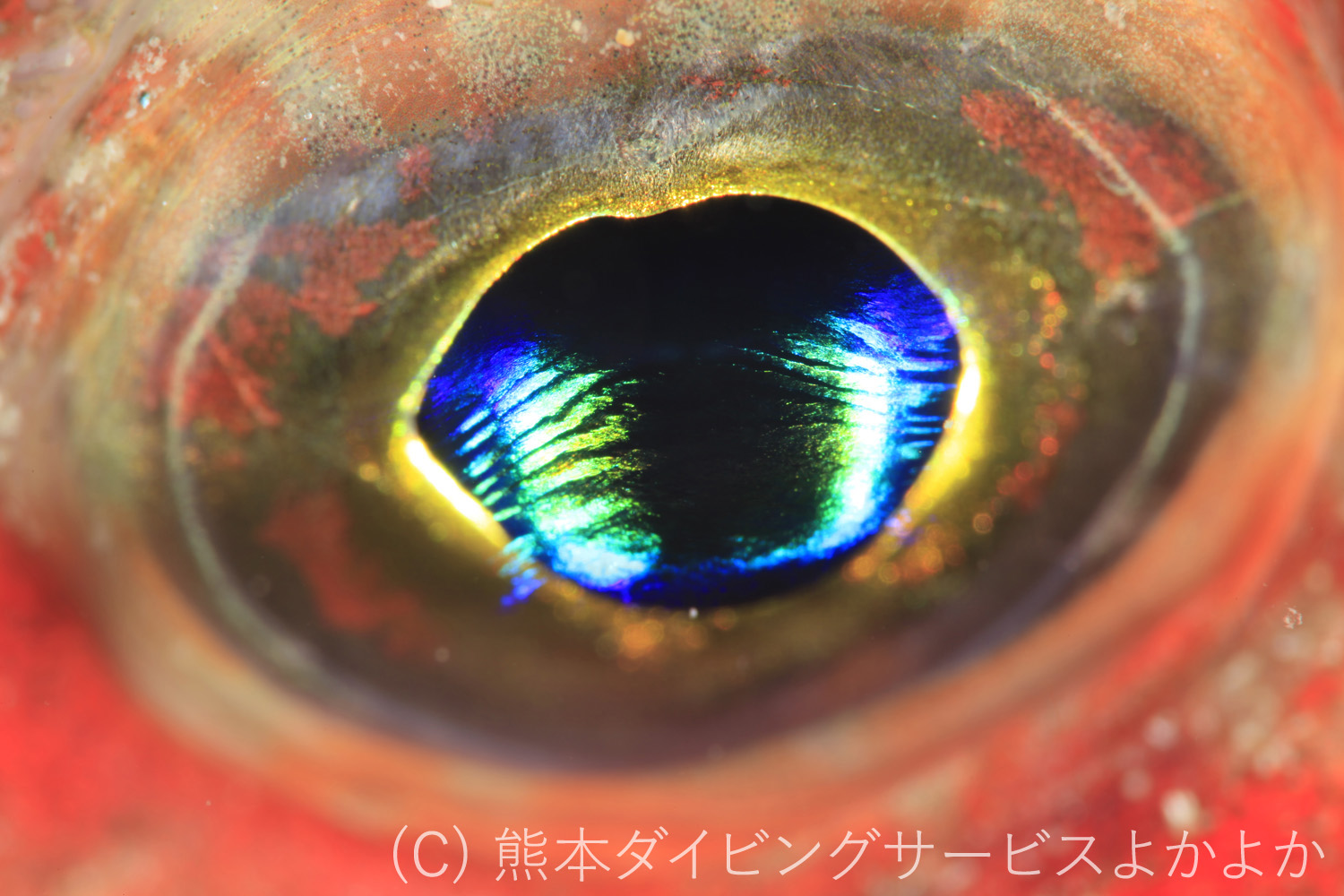 INON UCL-67 実写テストレビュー - 天草よかよかダイビング 九州牛深 INON UCL-67 実写テストレビュー - 天草よかよかダイビング 九州牛深