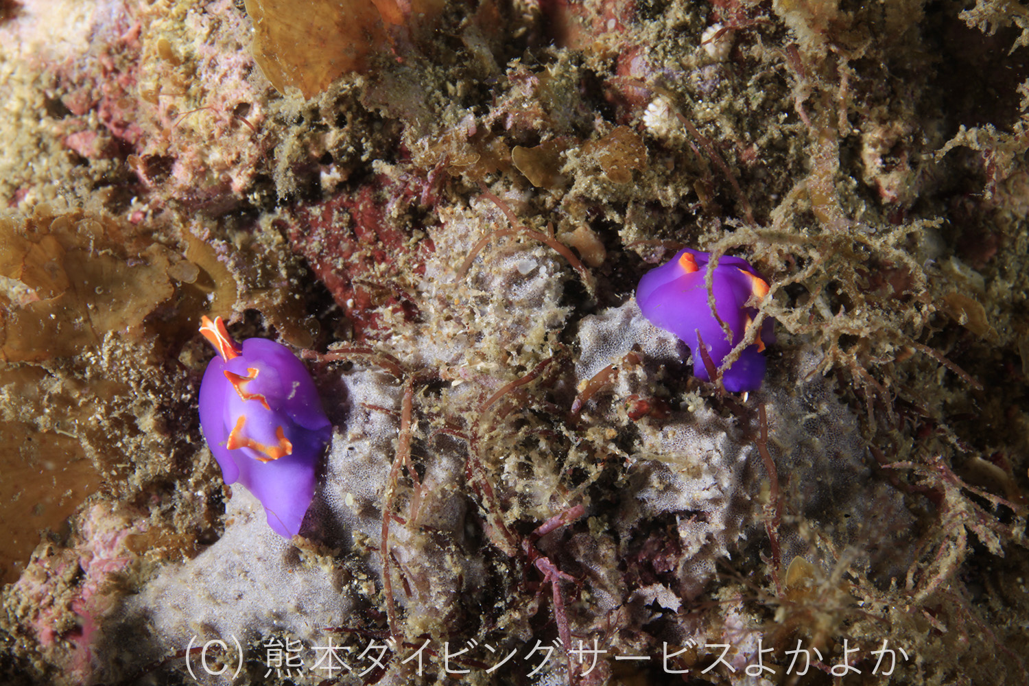 ムラサキウミコチョウ　妙見ビーチ