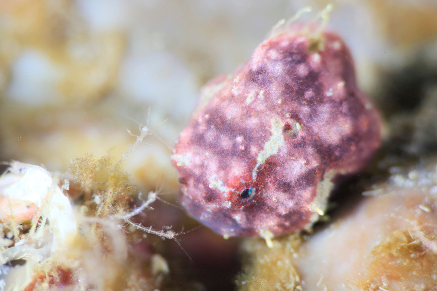 ダンゴウオ若魚　だいたい５～６月頃たくさん見られる