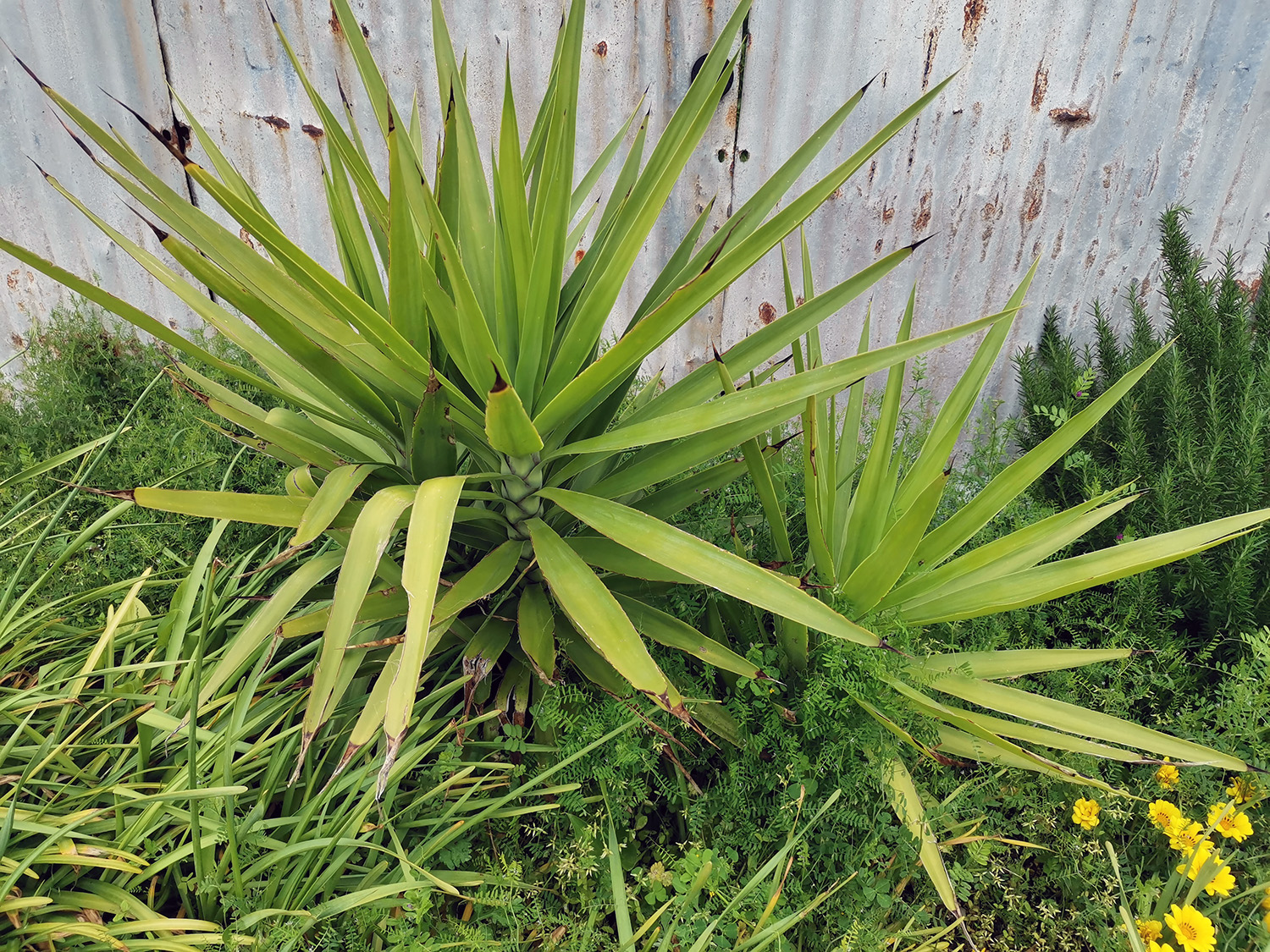厚葉絲蘭（Yucca gloriosa）
