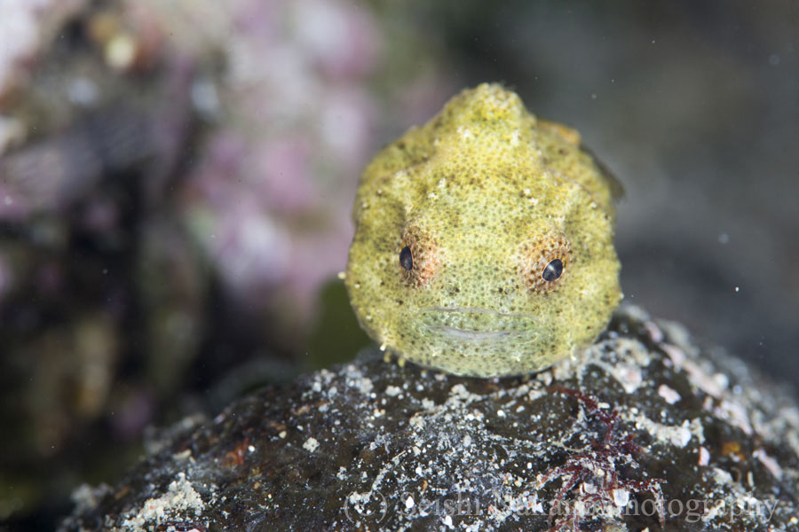 だんごうお Dangouo