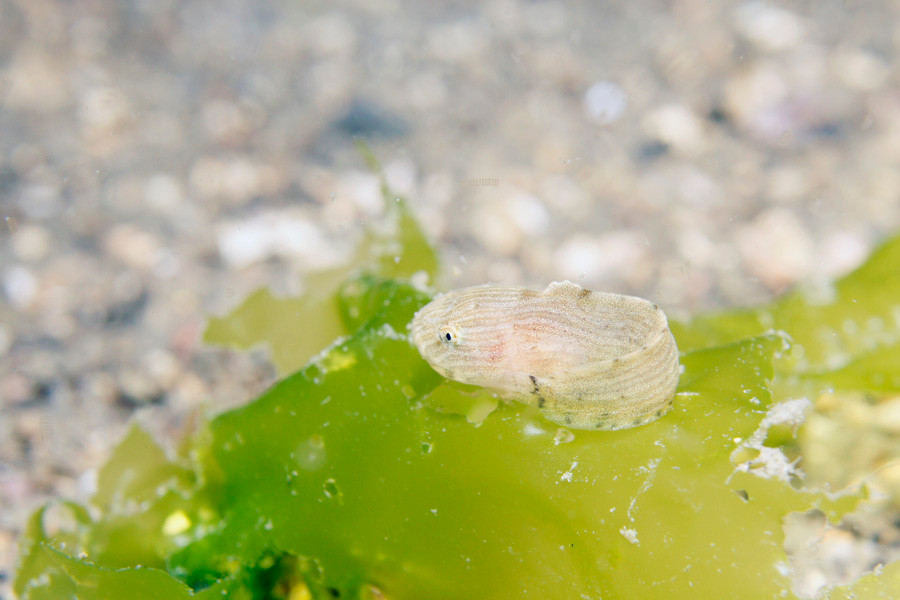 クサウオ幼魚　２～５月頃見られる