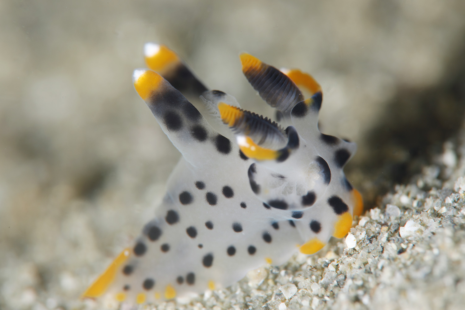 ツノザヤウミウシ - 天草よかよかダイビング 九州牛深