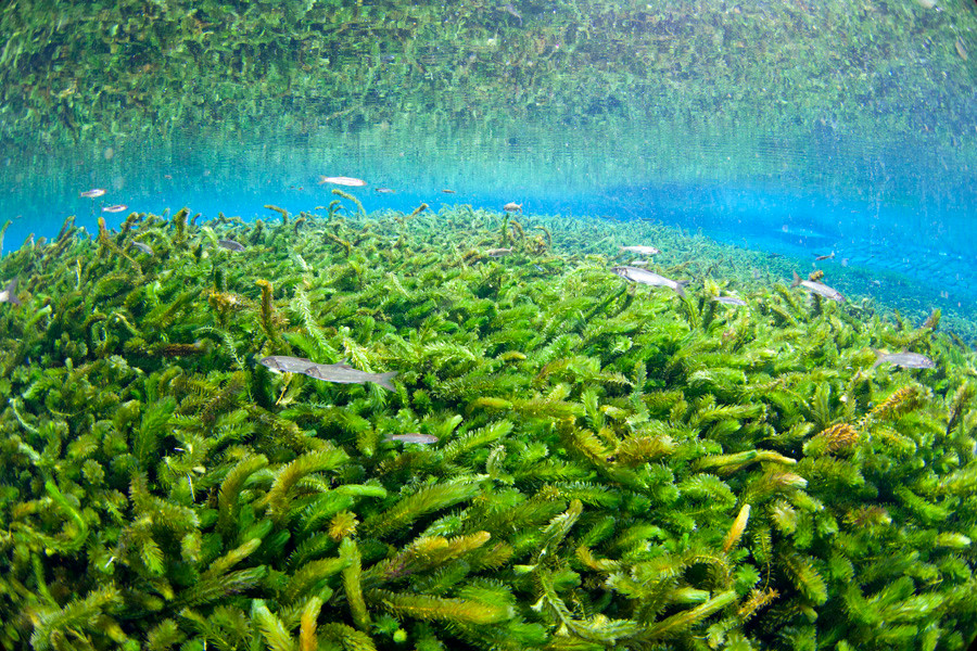 熊本湧水淡水ダイビング３　水草風景