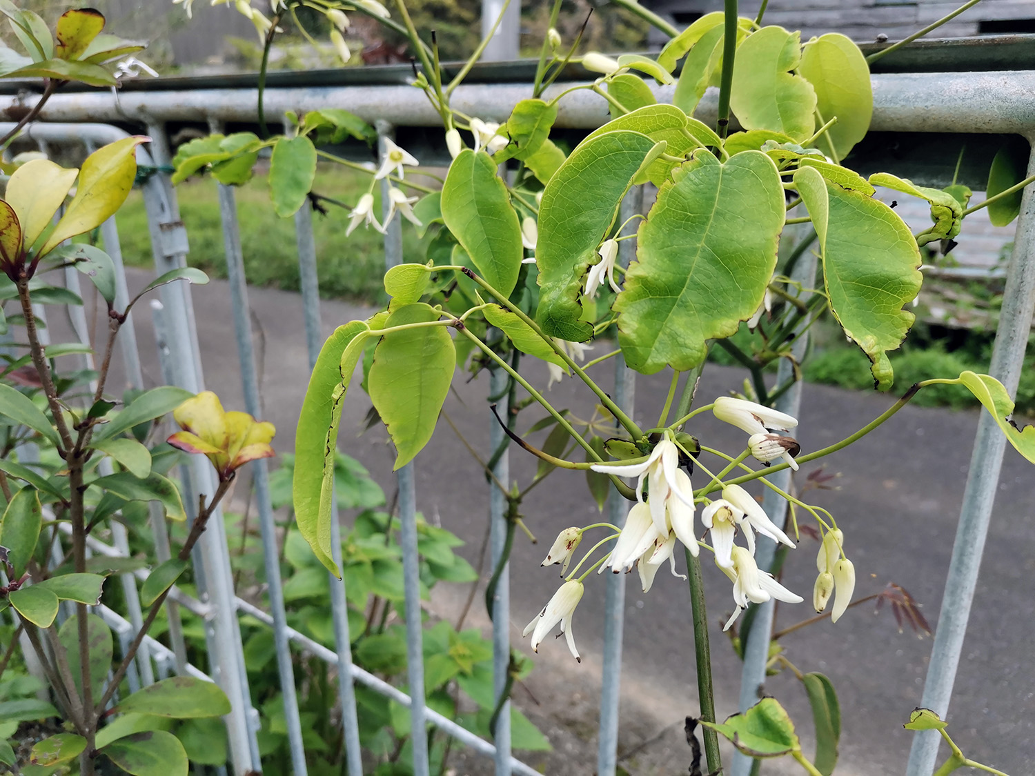 非洲香腸果