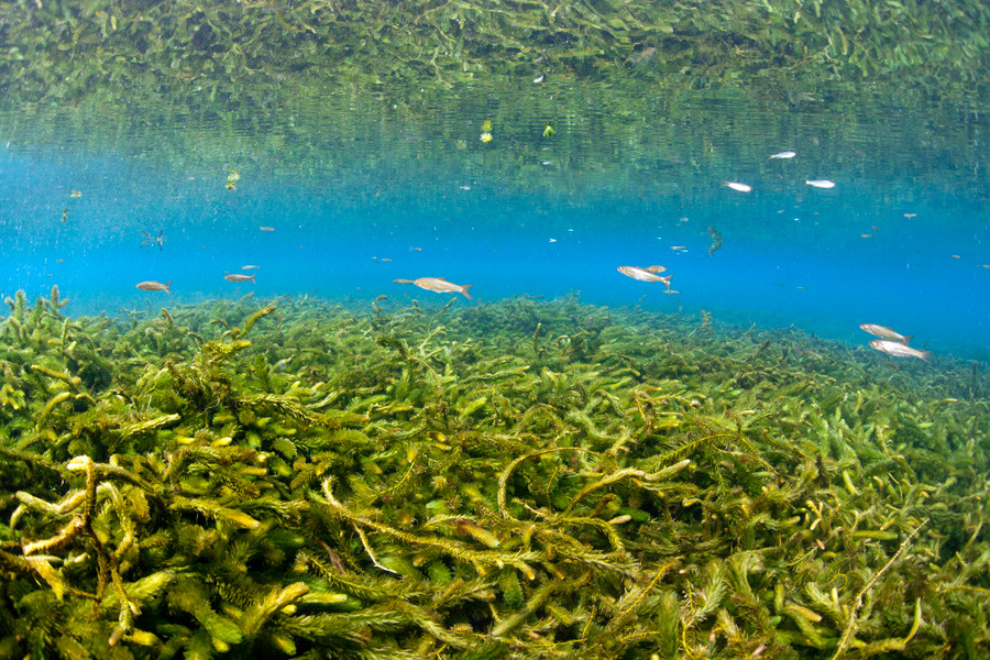 熊本湧水淡水ダイビング９　水草風景