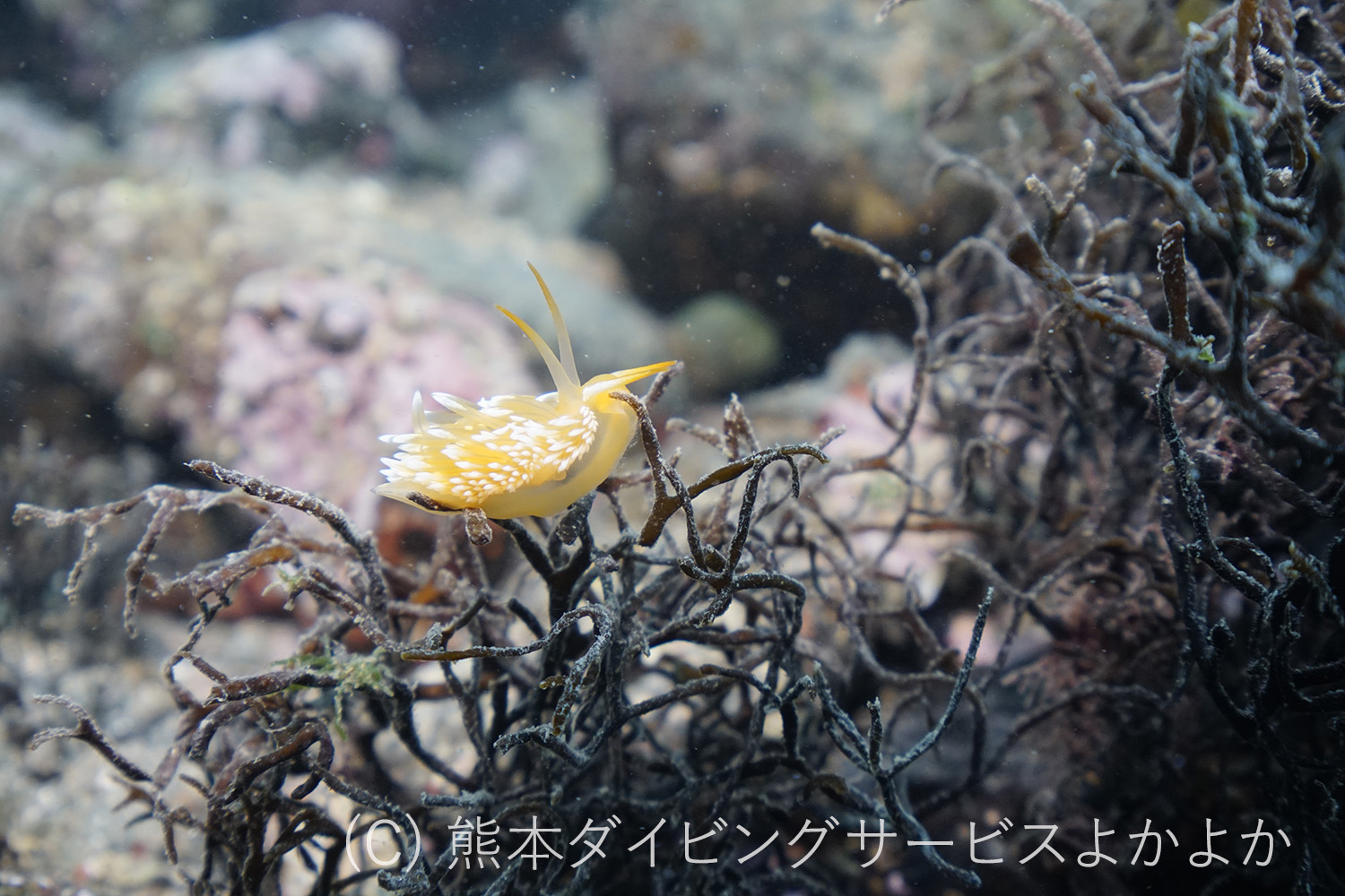 フタイロミノウミウシ　白涛ビーチ
