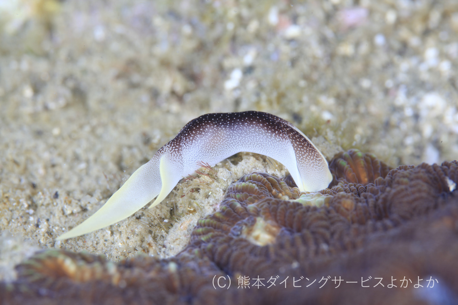 コナユキツバメガイ