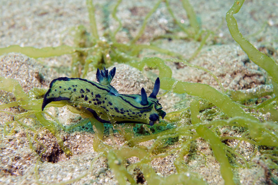 オセザキリュウグウウミウシ　天草では春にたくさん見られる