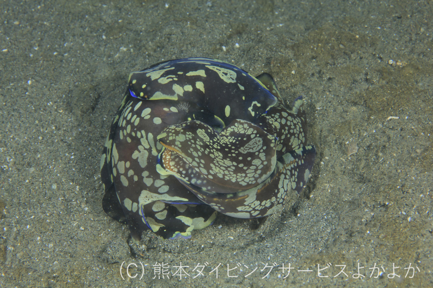カノコキセワタ交接　立ビーチ