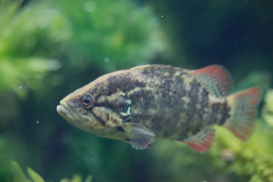 絶滅危惧種　オヤニラミ（淡水）
