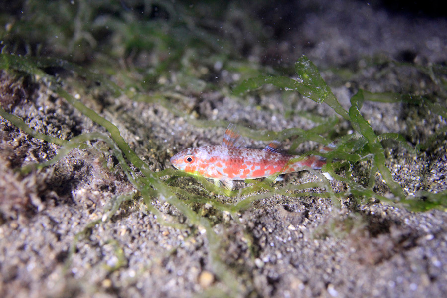 いわゆるヒメジ。こんな普通の魚が・・・