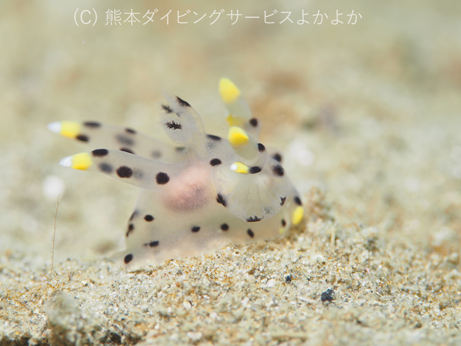 ミズタマウミウシ