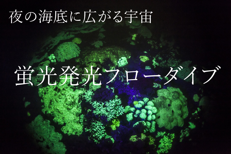 神秘の世界　天草蛍光発光フローナイトダイビング