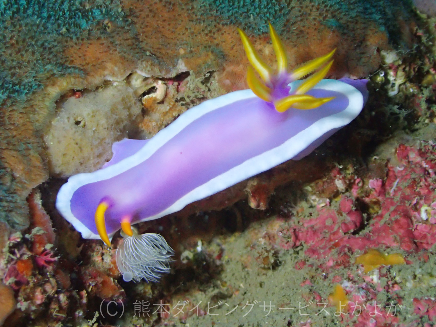 カグヤヒメウミウシ