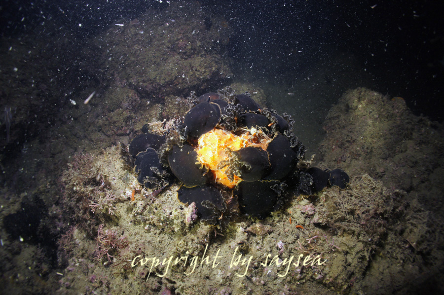 クロシタナシウミウシ（白涛ビーチ）