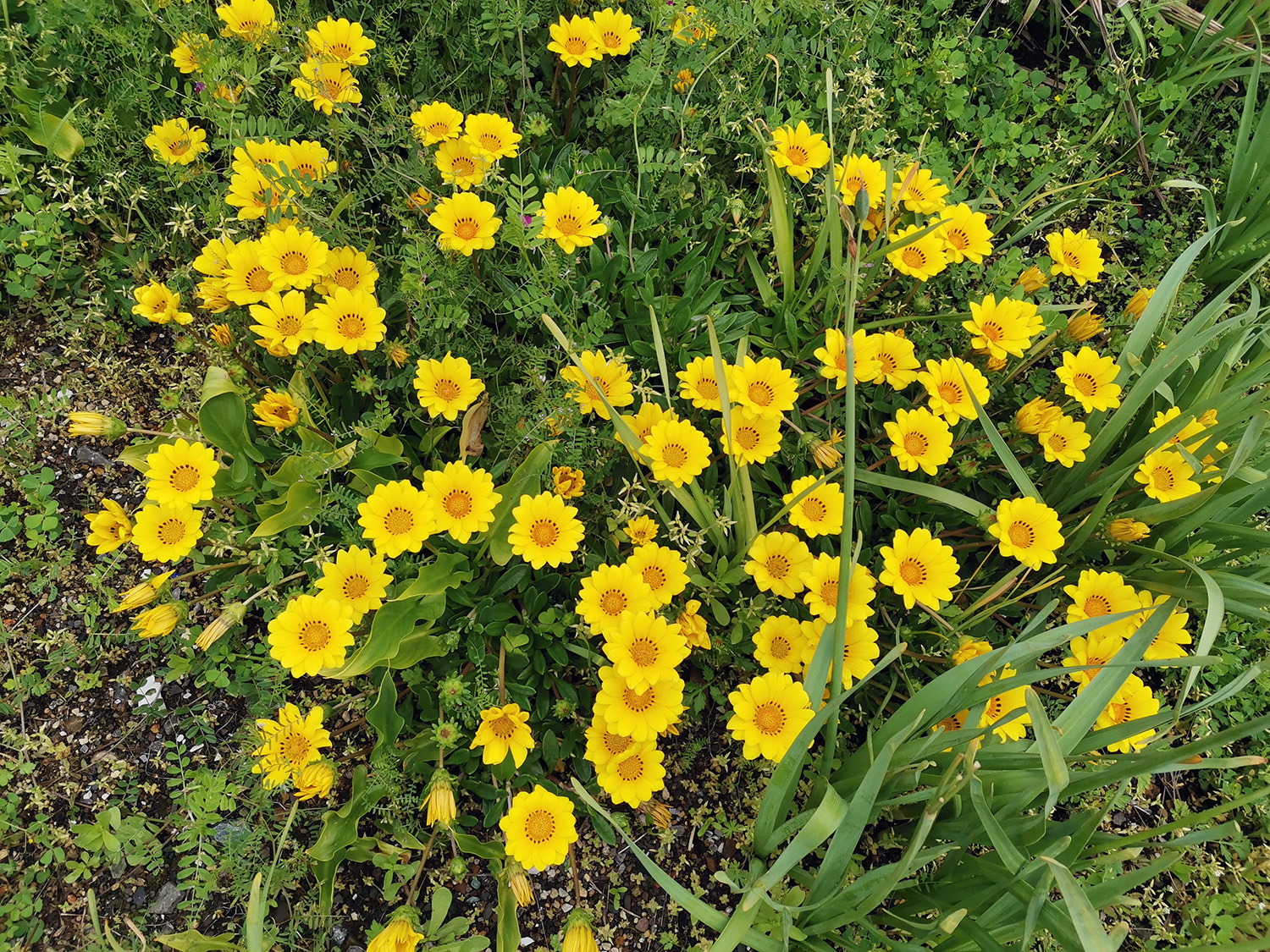 勳章菊