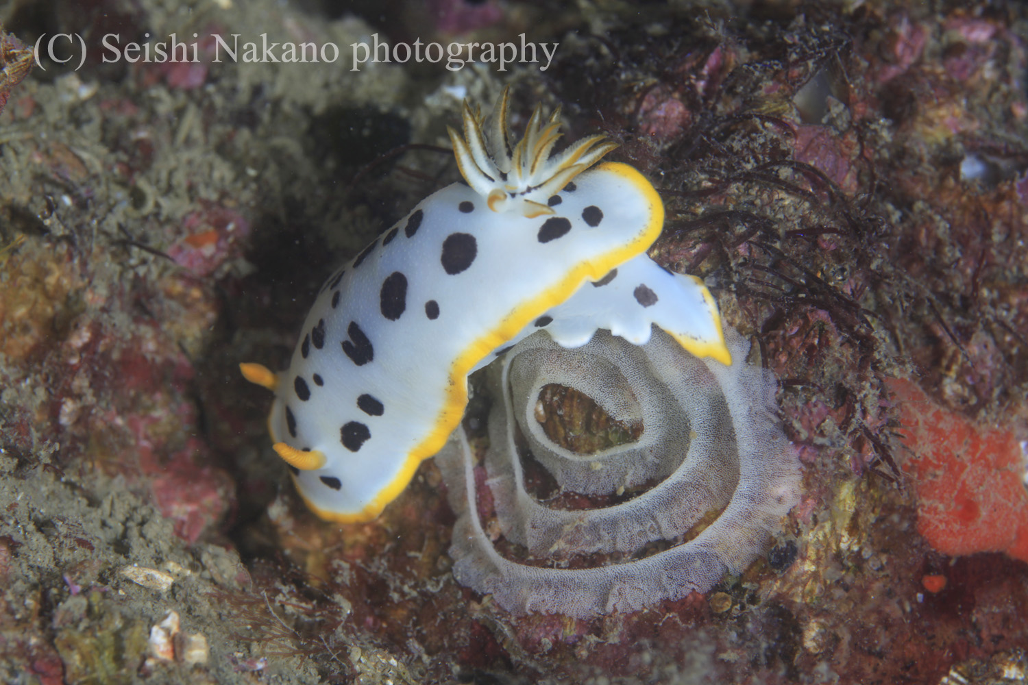 シロウミウシの産卵